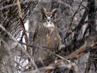 Male owl